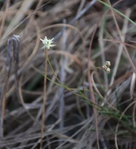 Image of Golden Star-Drops (Asclepias aurea) by (c) Tony Rebelo, some rights reserved (CC BY-SA)