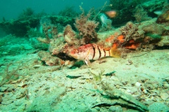 Hypoplectrodes nigroruber