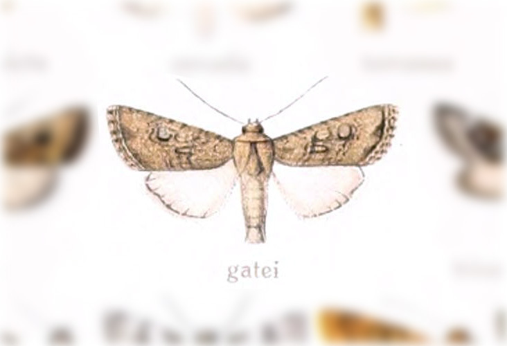 Scotogramma gatei
