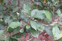 Lithocarpus konishii