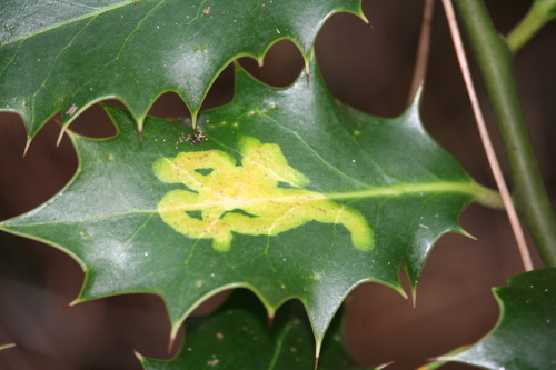 European Holly Leafminer
