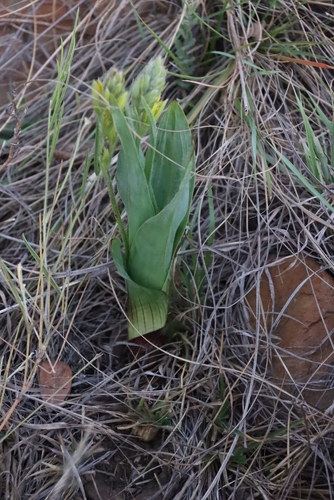 Broad-leaved hypoxis (Hypoxis colchicifolia)