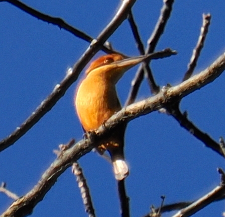 Cinnamon-banded Kingfisher (Todiramphus australasia), photo 5
