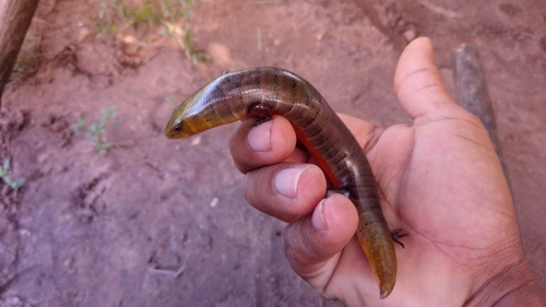 Brazilian Galliwasp, Diploglossus lessonae