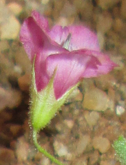 Hermannia modesta
