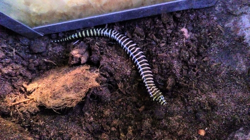 Brazilian Galliwasp