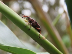 Metaprodioctes formosanus