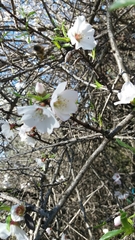 Prunus webbii