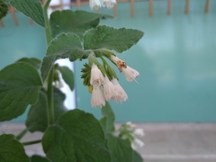 Symphytum orientale