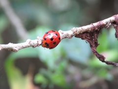 Harmonia dimidiata
