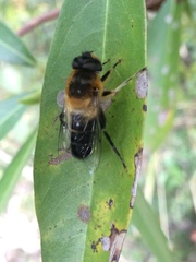Eristalis himalayensis