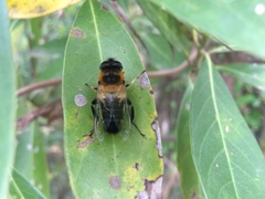 Eristalis himalayensis