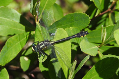 Hylogomphus abbreviatus