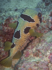 Diodon liturosus