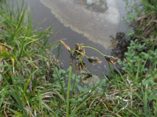Scirpus maximowiczii iNat (3)