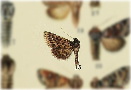 Lasionycta discolor