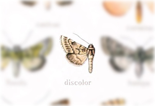 Lasionycta discolor photo 2