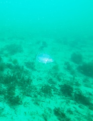 Pseudocaranx wrighti