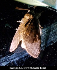 Peridea basitriens