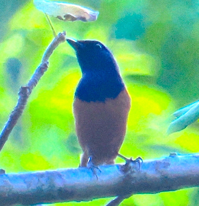 Timor Blue Flycatcher illustration