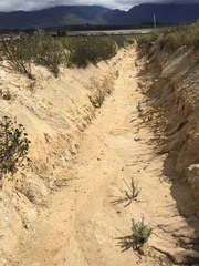 Leucadendron elimense vyeboomense