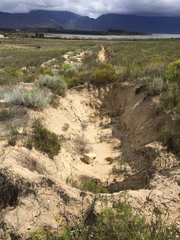 Leucadendron elimense vyeboomense