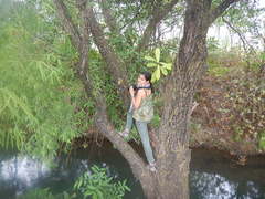 Trichocentrum cebolleta