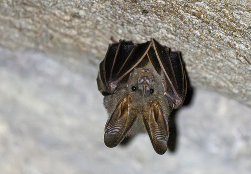 Lesser False Vampire