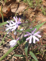 Phlox bifida