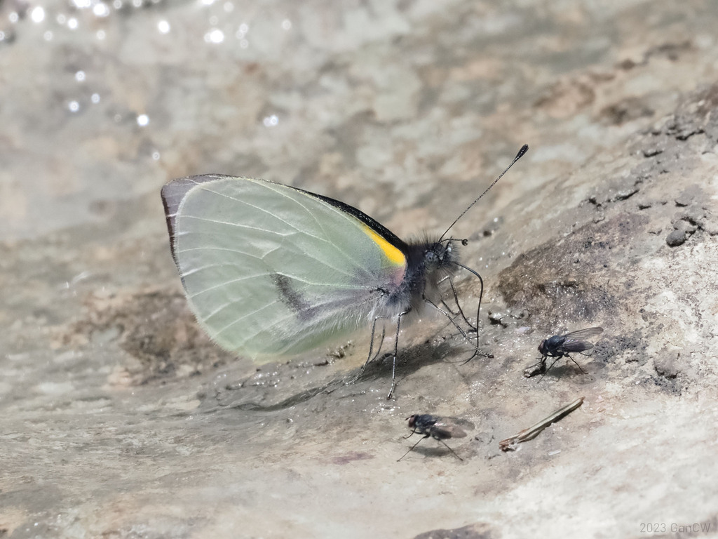 Leuciacria acuta