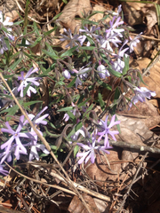 Phlox bifida