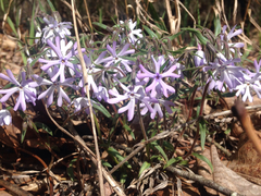 Phlox bifida