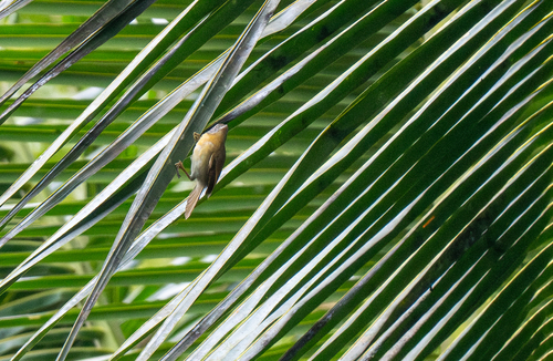 Grey-cheeked Tit-Babbler (Mixornis flavicollis), photo 2