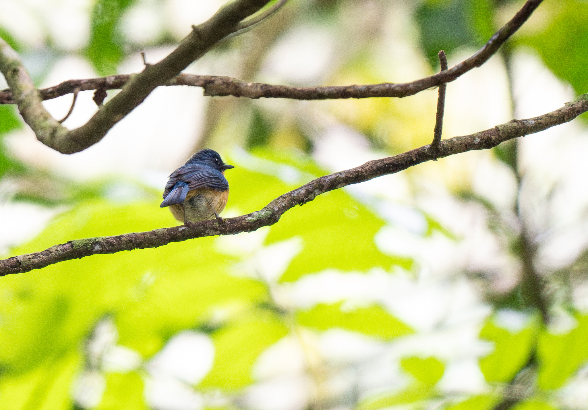 Javan Blue Flycatcher (Cyornis banyumas), photo 3