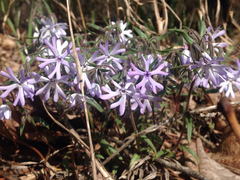 Phlox bifida