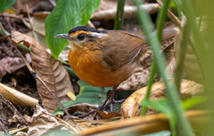 Black-Capped Babbler photo 2
