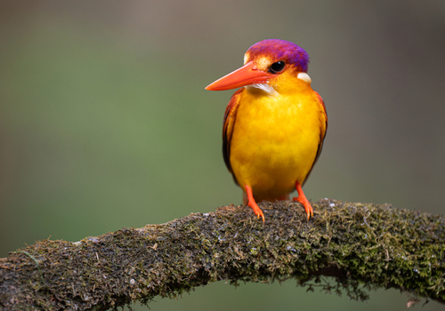 Rufous-backed Dwarf Kingfisher (Ceyx rufidorsa), photo 6