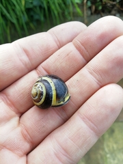Cepaea nemoralis