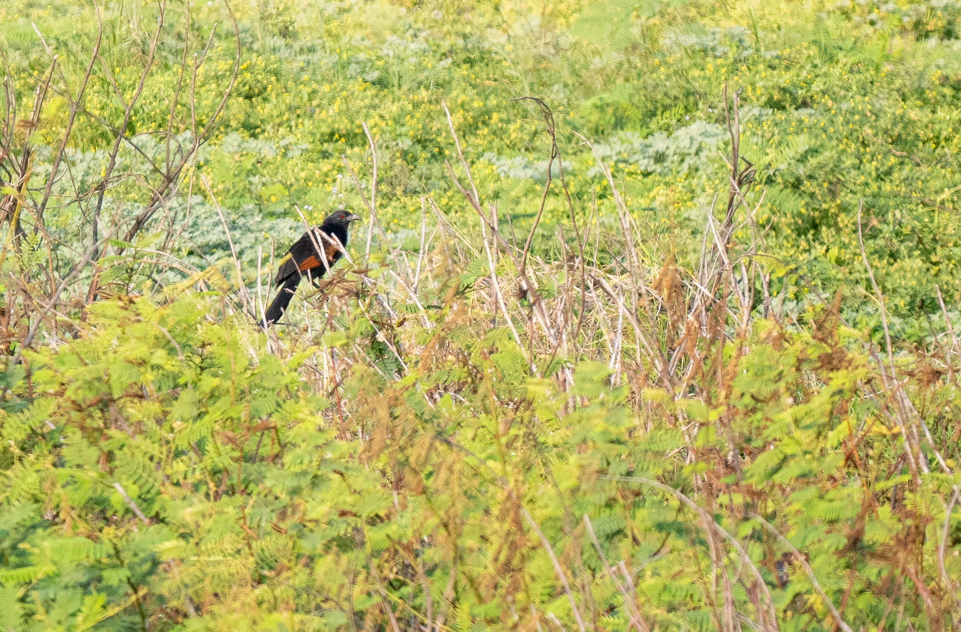 Sunda Coucal (Centropus nigrorufus), photo 7