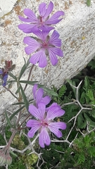 Geranium tuberosum