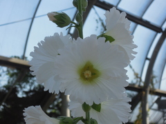 Alcea rosea