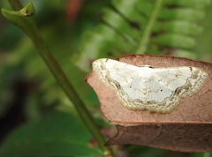 Scopula propinquaria