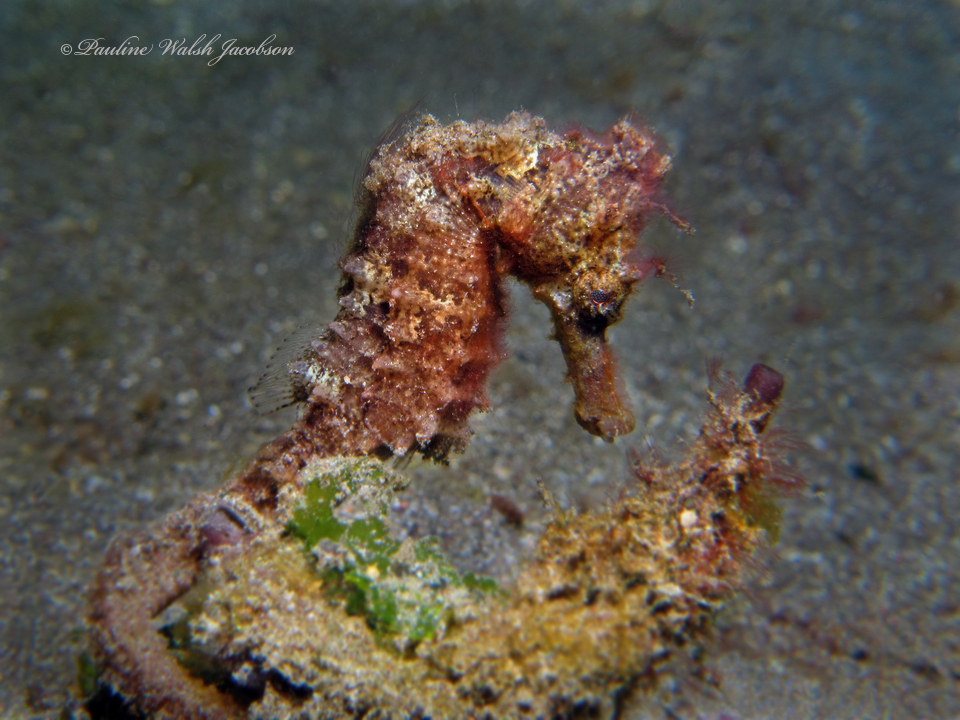 Estuary seahorse with textured orange skin on dark sand