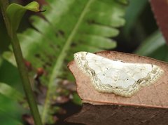 Scopula propinquaria