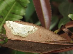 Scopula propinquaria