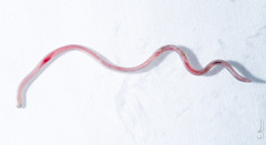 Ionides' Worm Snake photo 3