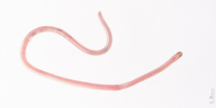 Ionides' Worm Snake photo 2