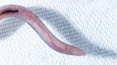 Ionides' Worm Snake photo 4