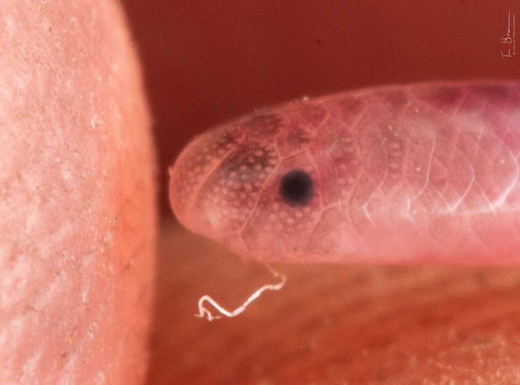 Ionides' Worm Snake