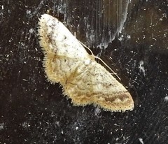 Idaea pilosata